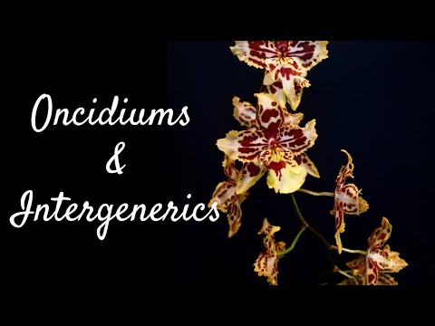 How to care for Oncidiums and Intergenerics | Light, watering, flowering and more