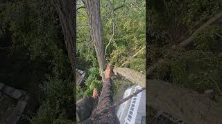 Thorns of the black locust tree