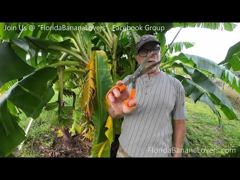 Trimming Banana Leaves off of Banana Plants