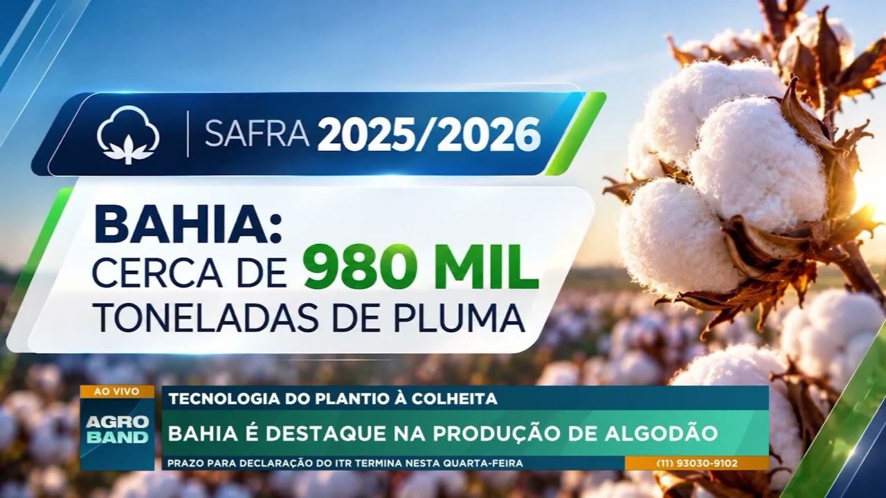 Algodão na Bahia: tecnologia aumenta eficiência do plantio à colheita