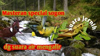 Download lagu Masteran sogon cililin dan belalang mas dgn suara air mengalir mp3