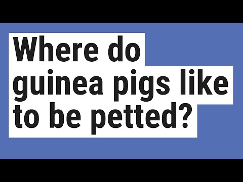 Where do guinea pigs like to be petted?