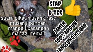 Download lagu suara musang pandan musang rase bahan pikat agar cepat keluar siap tes atau praktek 👍 mp3 Download lagu suara musang pandan musang rase bahan pikat agar cepat keluar siap tes atau praktek 👍 mp3