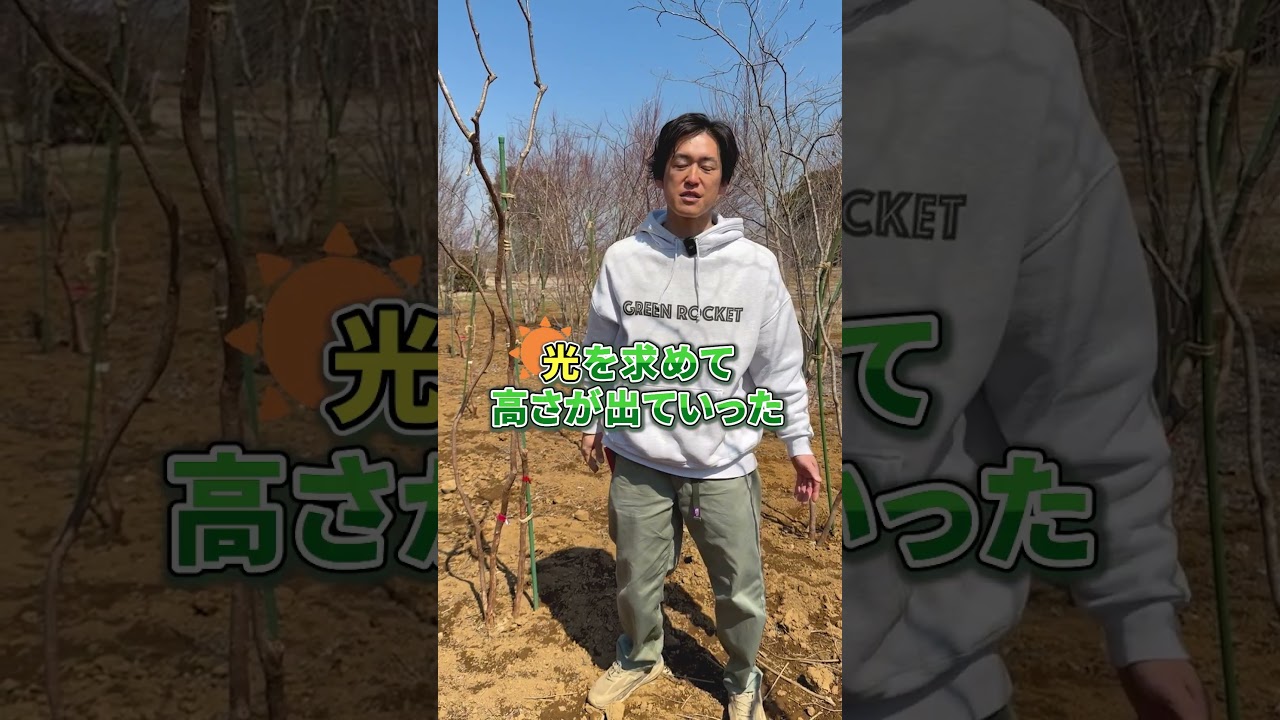 どんな樹形があるかは↓から