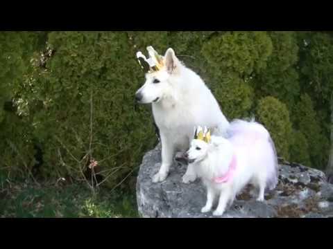 Hollywood-Project: Märchenstunde - Teil 2