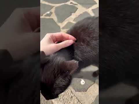 The way this black cat puts her head in my hand 🥺