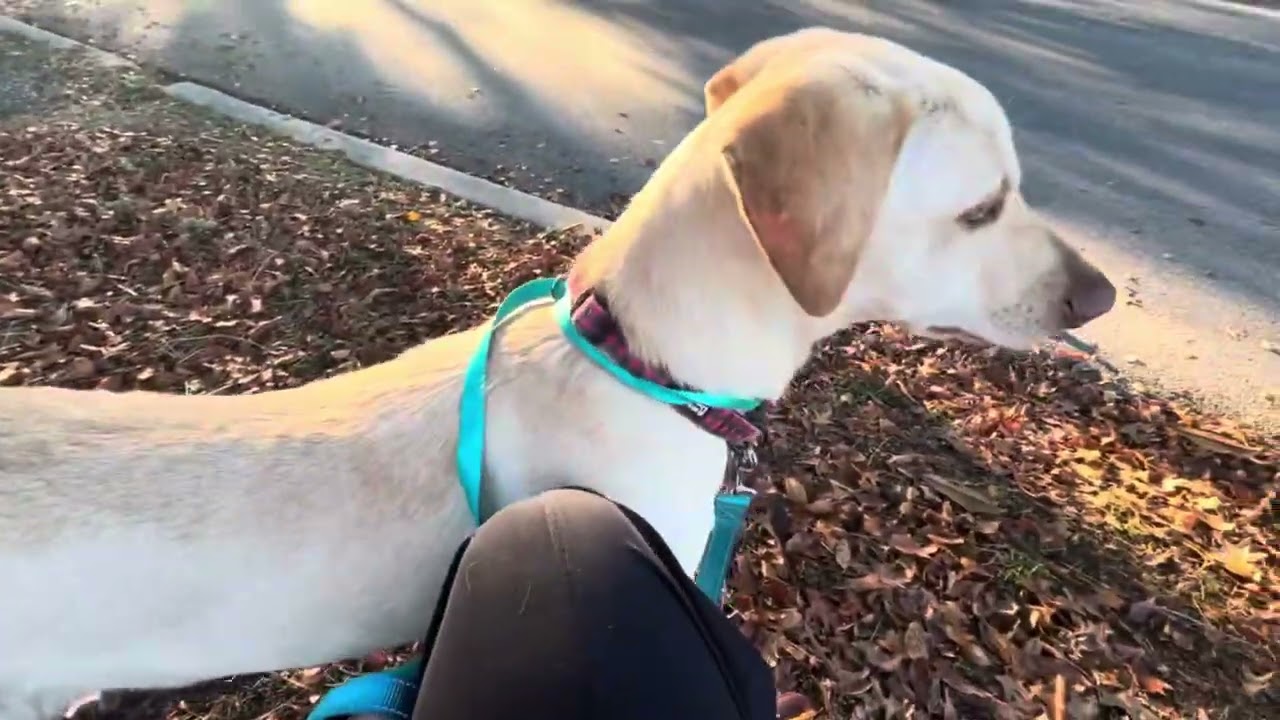 Enlarge Korvo, a Adoptable mixed breed in San Antonio, TX video 6/6