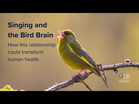 Bird Brains Reveals Insights on How to Grow New Neurons in the Brain