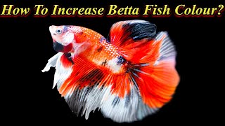 How To Increase Betta Fish Color And Size? Basic Steps For Increase Life / Fish Aquarium Tamil
