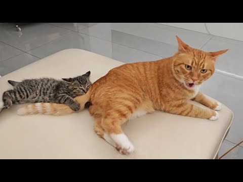 When Kittens Boss Around Big Cats 😲