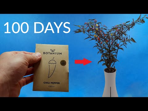 Watch 1 Little Seed Become a Tree With NO Soil