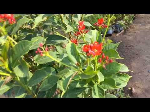 walk in a beautiful nursery meanwhile video stabilization in Samsung galaxy M32