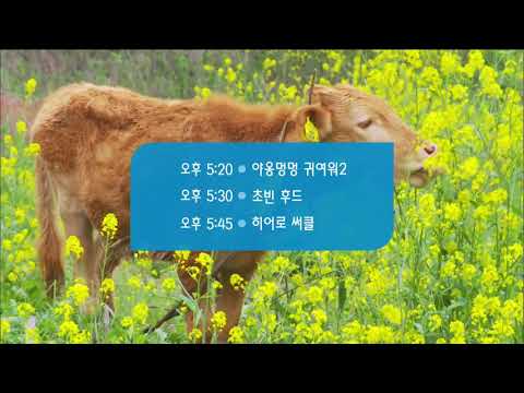 [EBS 1TV] 방송시작 영상 (2020-08-10)