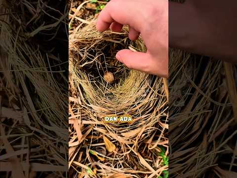 Nemu Sarang Burung di Taman