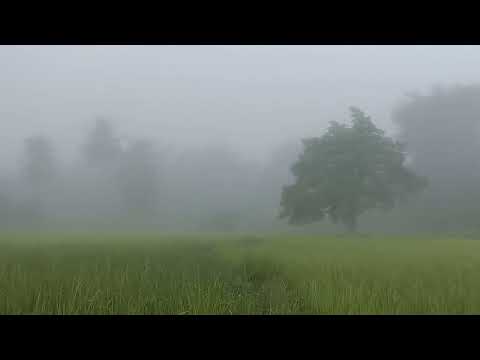 nplej pib txhawv lawm