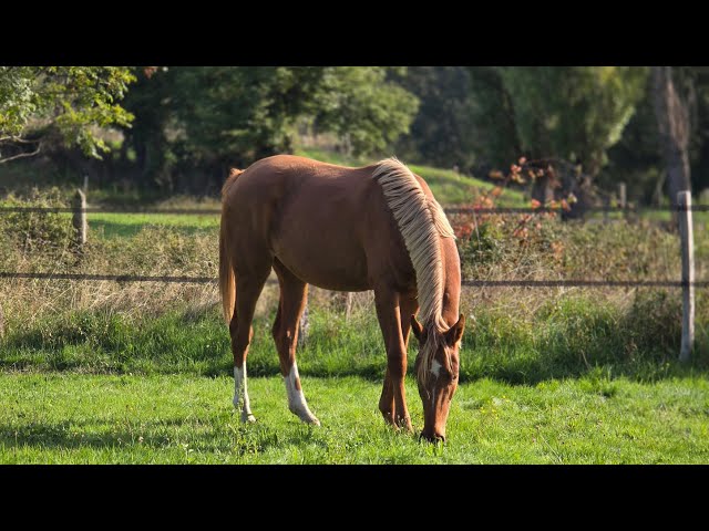 Jument 2 ans bon potentiel dressage