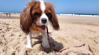 Vanilla’s Summer Vacation Day 3: Enjoying the beach