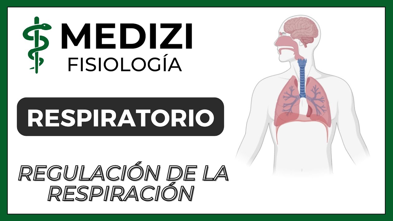 Clase 42 Fisiología Respiratoria - Regulación de la Respiración (IG:@doctor.paiva)