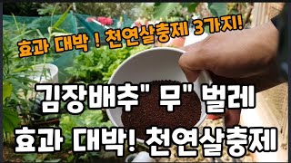 지긋지긋한! 배추 무 벌레 이거 뿌리세요 효과 짱! 좋아요 ~#천연살충제 #김장배추 #청벌레퇴치 #무재배  …