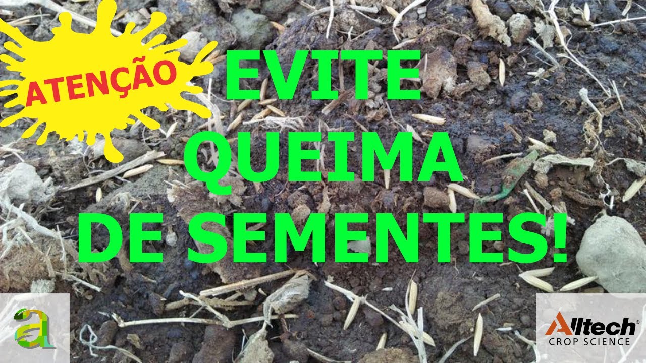 #62 - ATENÇÃO!  EVITE A  QUEIMA DE SEMENTES!