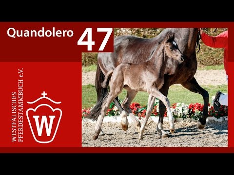 47 Quandolero HF v. Quantensprung - Donnerhall