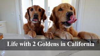 My Dogs' Reactions when we are back home | Days with Two Goldens | Plant care, weekend cooking, golf