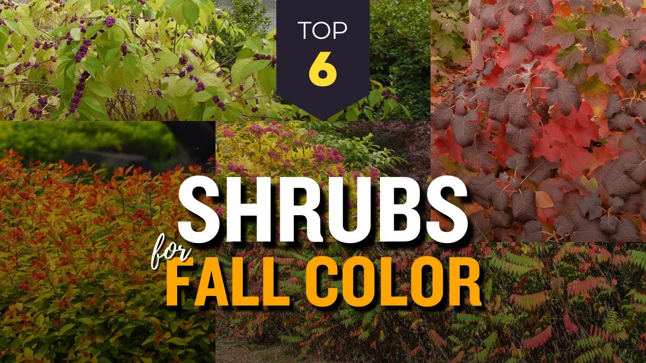 6 Best Shrubs for Vibrant Fall Color 🍂🍁 Autumn Garden Display 🌳