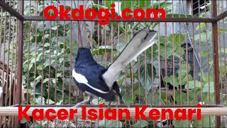 Download lagu MANTUL! Masteran Suara Kacer Isian Kenari mp3