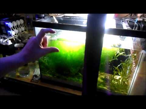 All About My Refugium (Viewer Question) | Reef Tank
