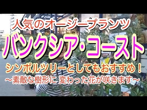 バンクシア ブラウニについて詳しく解説