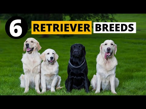 All the 6 Retriever Dog Breeds