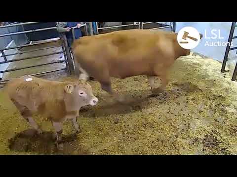 Gortatlea Lot 170 21-01-2021