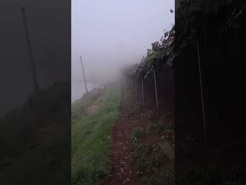 sexta feira amanheceu com bastante neblina aqui em Antônio Prado rs