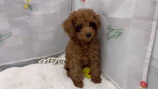 トイプードルの動画01