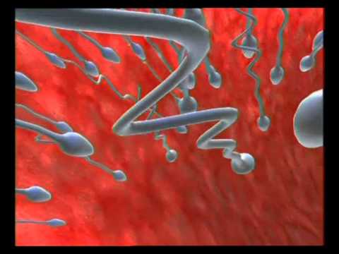 THE MIRACLE OF MAN`S CREATION - THE DESIGN OF SPERM Video