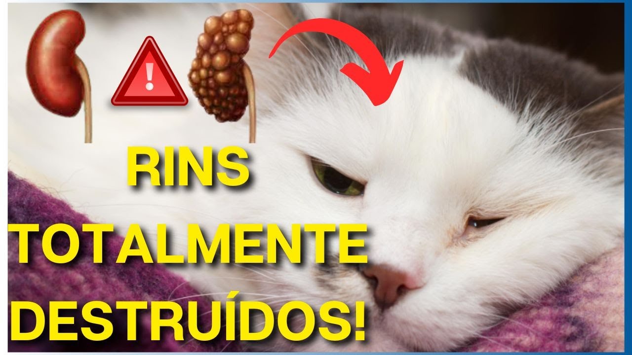 O QUE FAZER? Como dar Qualidade de Vida para Cachorro e Gato com Doença Renal Crônica.