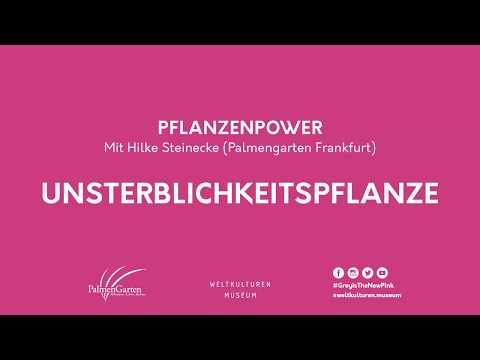 #3 Unsterblichkeitspflanze - PFLANZENPOWER mit Hilke Steinecke