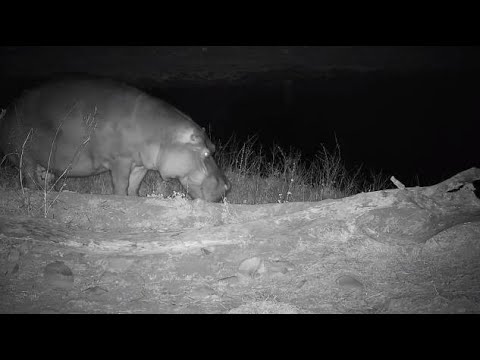 Djuma: Hippo gets out of the dam to feed and mark - 18:38  - 09/11/20