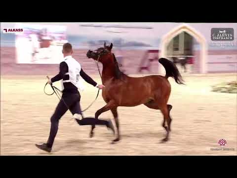 N.97 JOOD AL YACOUB - Doha International Arabian Horse Show 2024 - Fillies 2 Years Old Section B...
