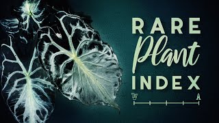 1hr 10 mins of ALOCASIA!! | Rare Plant Index 2025 | COMMON TO EXTREMELY RARE PLANTS! | ALOCASIA
