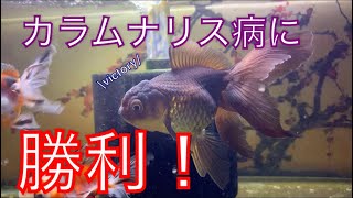 《金魚》カラムナリス病の対応　後編