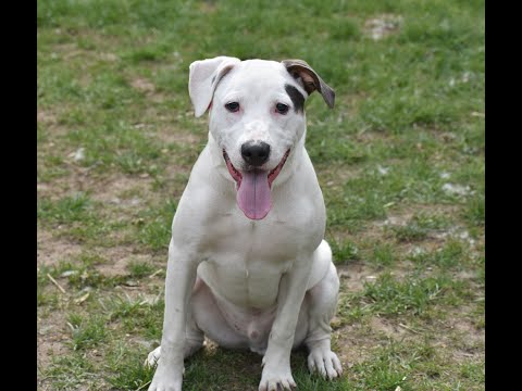 Wyatt, an adopted American Bulldog & Labrador Retriever Mix in Cranford, NJ_image-1