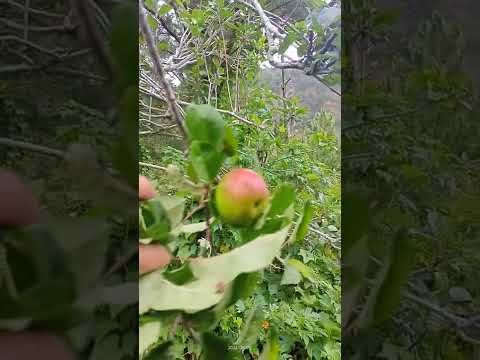 Apple Tree In Philippines (Ang Mansanas Ni Lolo Crisanto)