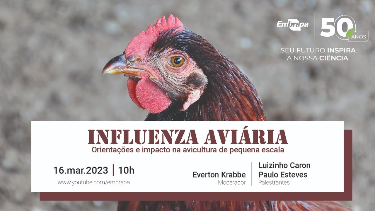 Influenza aviária - orientações e impacto na avicultura de pequena escala