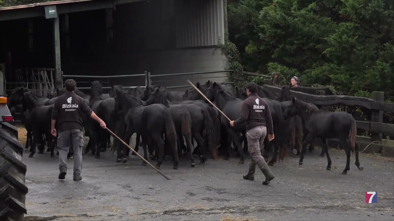 Watch La Diputación Foral de Bizkaia garantiza la pervivencia del pottoka Now La Diputación Foral de Bizkaia garantiza la pervivencia del pottoka