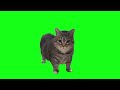OIIAOIIA CAT But In 4K Not Actually