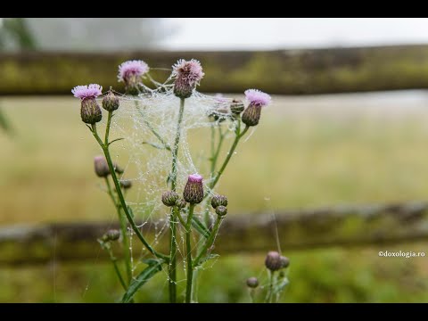 Cine sunt prorocii mincinoși?