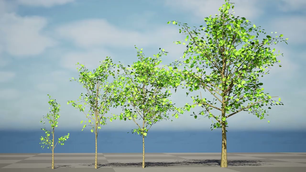 Lowpoly Katsura Tree 3D Model