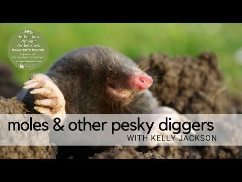Moles and Other Pesky Diggers