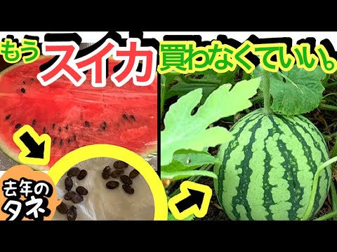 スイカの種:ゴミ箱にはもったいない 植物